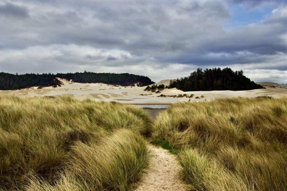 Free Image of Path through grassy dunes leading to the beach 