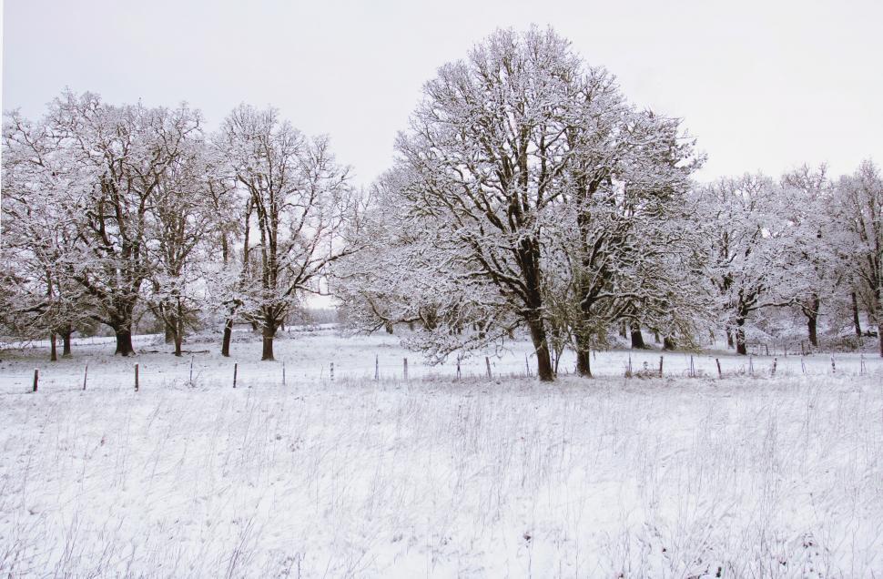 Free Image of Tranquil winter landscape with snow-covered trees 