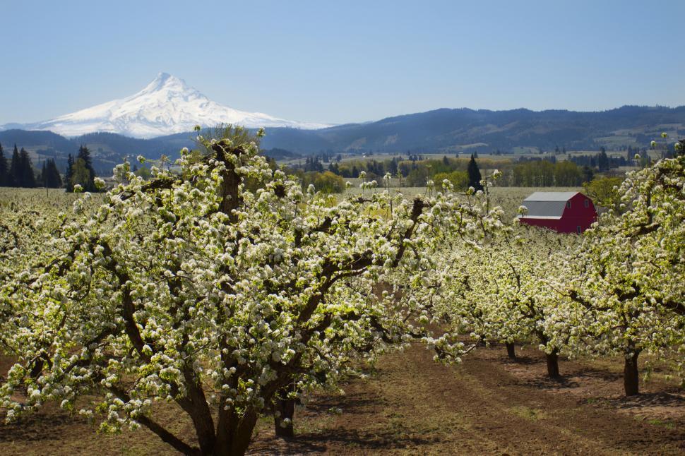 Free Image of Blooming orchard with mountain in the distance 