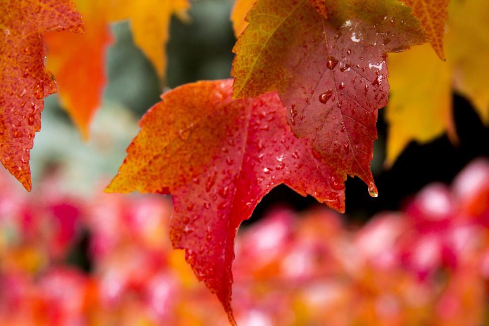 Free Image of Vibrant autumn leaves with dewdrops close up 
