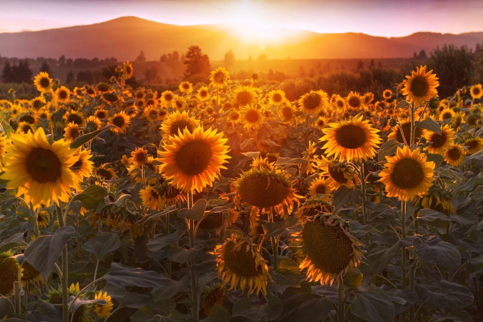 Free Image of Sunflower field at sunset with vibrant colors 