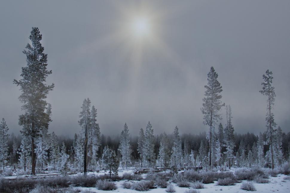 Free Image of Misty sunrise over snowy forest landscape 