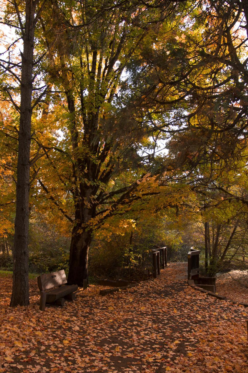 Free Image of Autumnal park with benches and fallen leaves 
