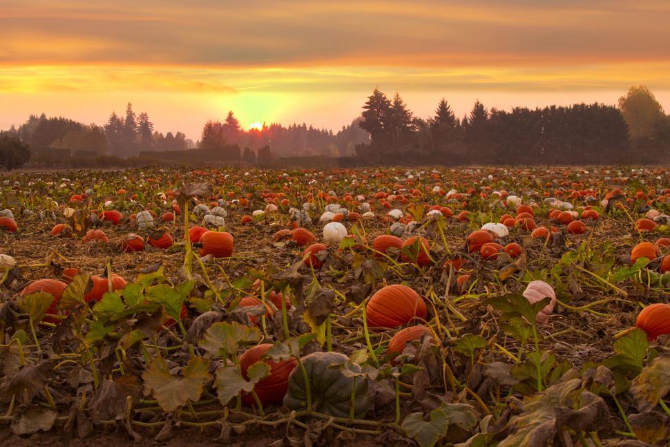 Free Image of Sunset over a pumpkin field in autumn 