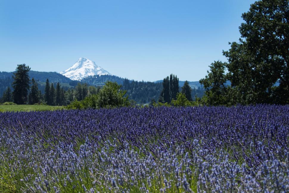 Free Image of Lavender field with a distant snow peak 