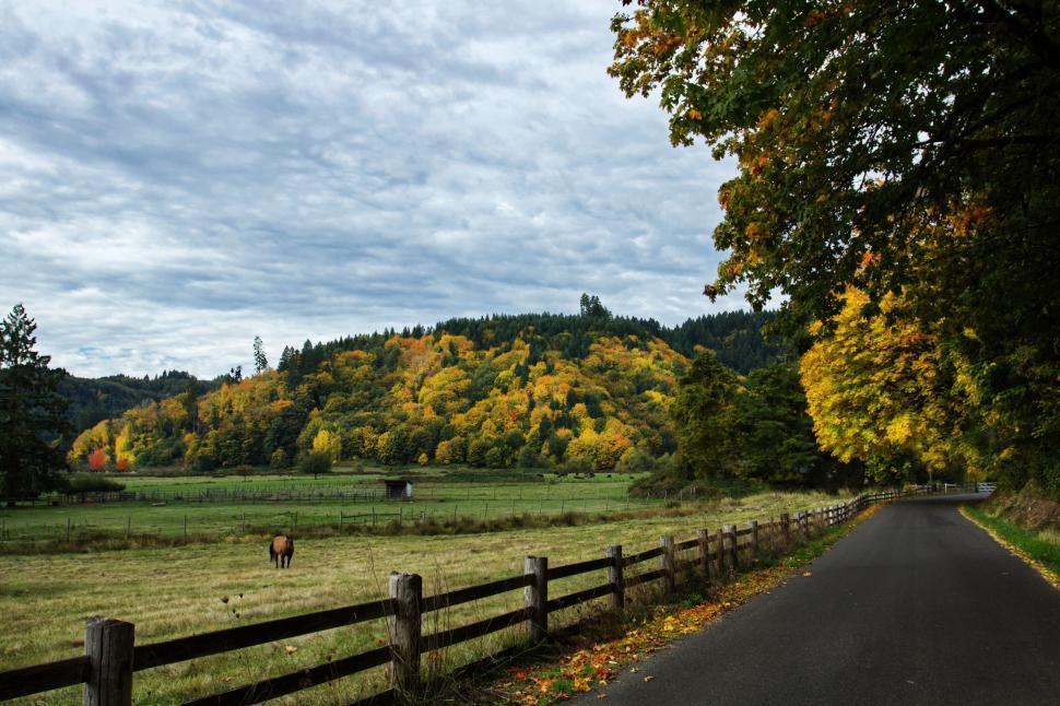 Free Image of Country road flanked by autumn-colored trees 
