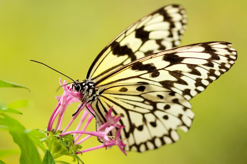 Free Image of Butterfly on a flower with intricate wings 
