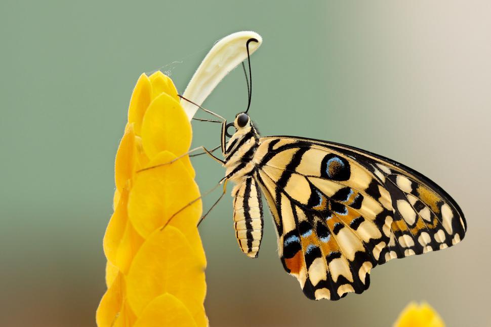 Free Image of Butterfly perching on vibrant yellow flowers 