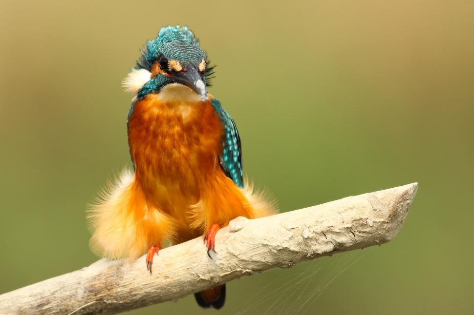 Free Image of Puffing kingfisher on a branch perch 