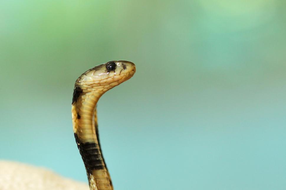 Free Image of Cobra snake raising its head 