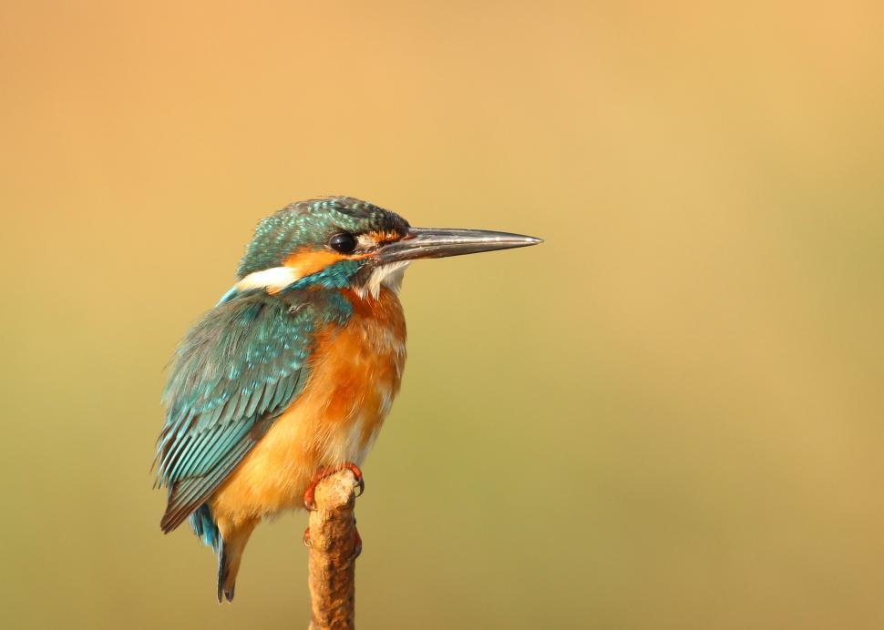 Free Image of Kingfisher on post against shaded backdrop 