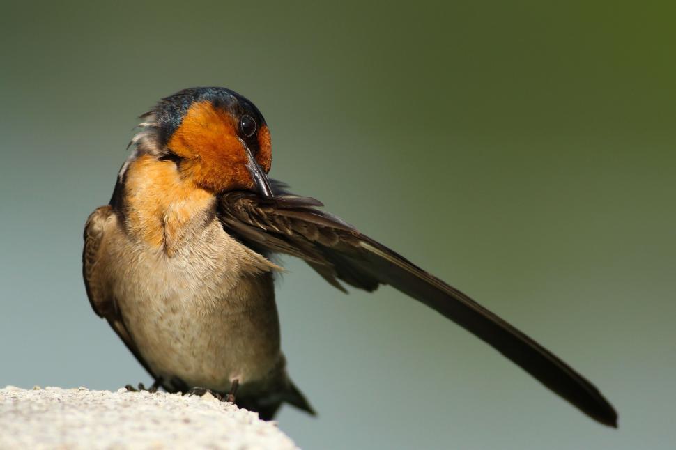 Free Image of Close-up of a bird grooming its feathers 