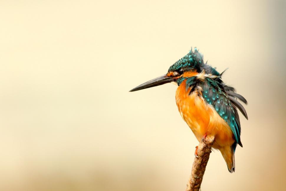 Free Image of Vibrant kingfisher perched on a branch 