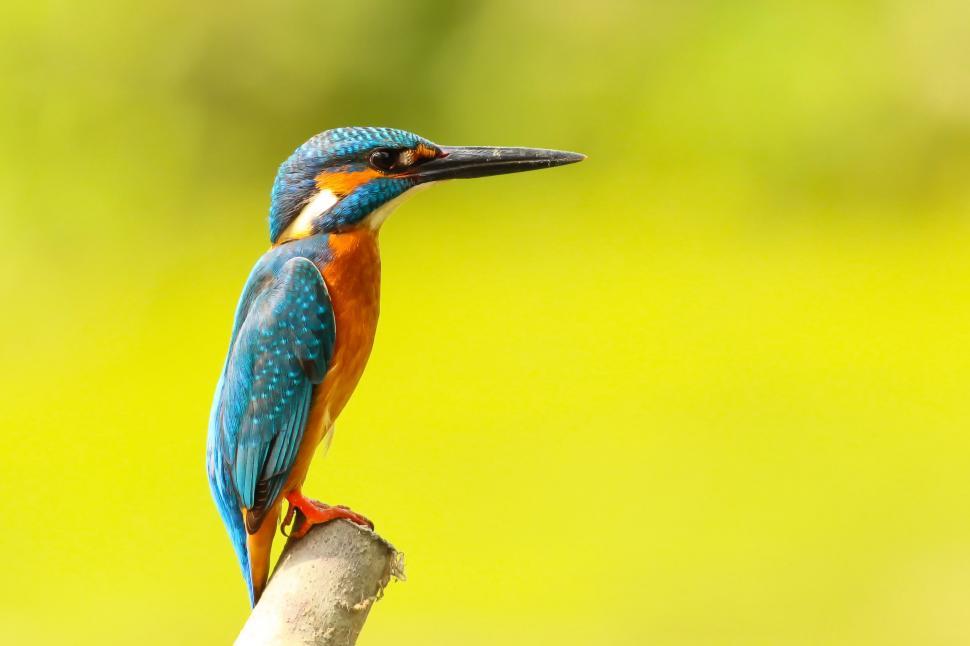 Free Image of Vibrant kingfisher perched on tree branch 