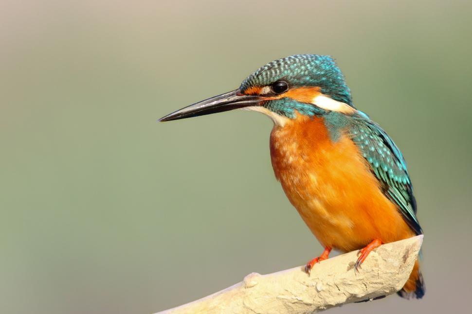 Free Image of Vibrant kingfisher on a branch profile 