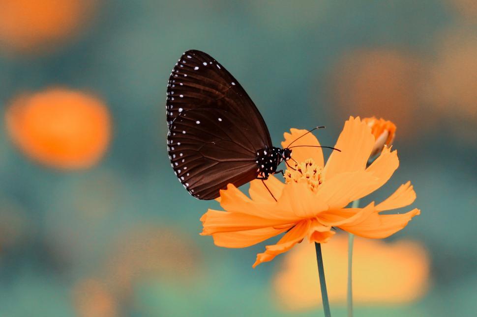Free Image of Butterfly resting on orange flower 