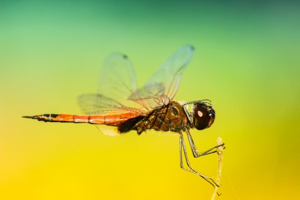 Free Image of Vivid dragonfly perching on a branch 