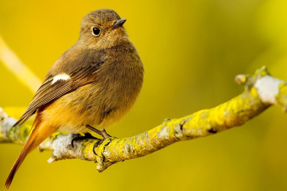 Free Image of Charming little bird on mossy branch 