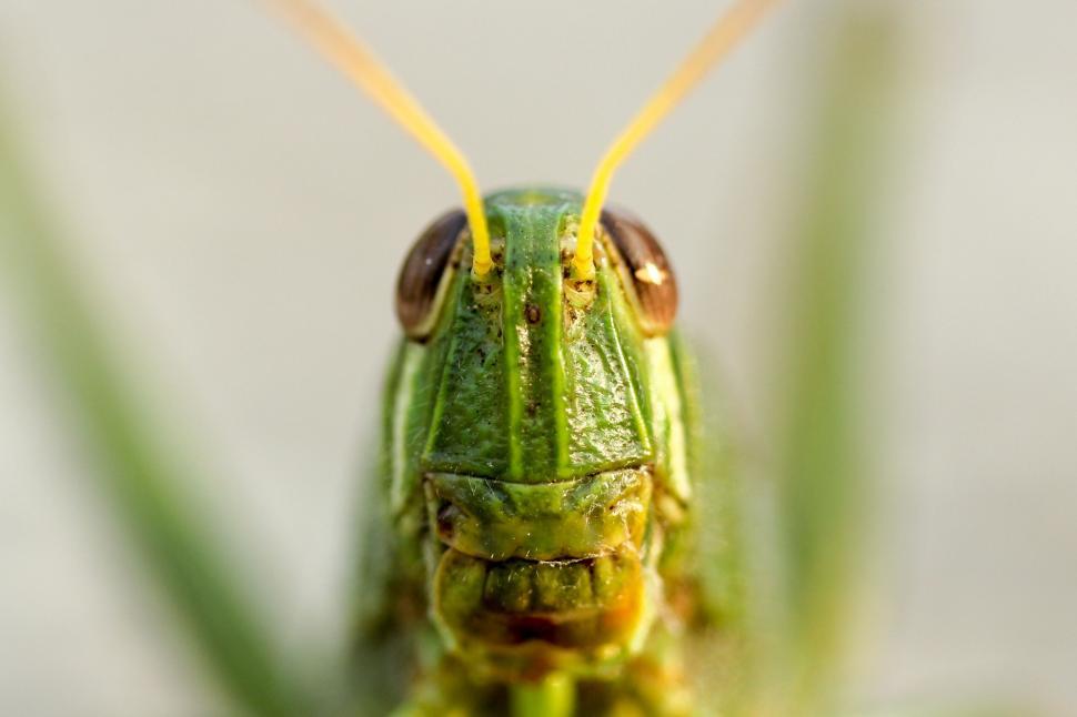 Free Image of Macro shot of a green grasshopper s face 