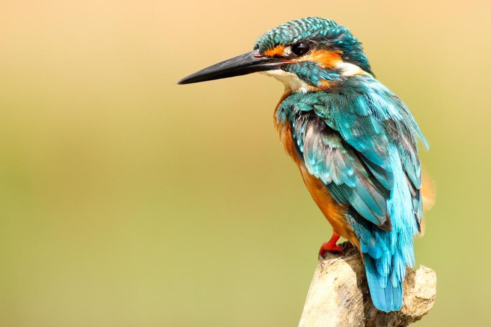 Free Image of Vivid Kingfisher perched on a branch 