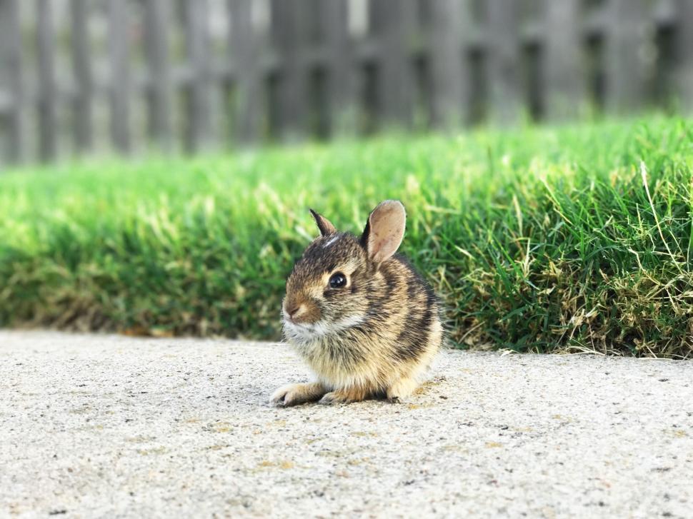 Free Image of Baby bunny sitting on a concrete path 