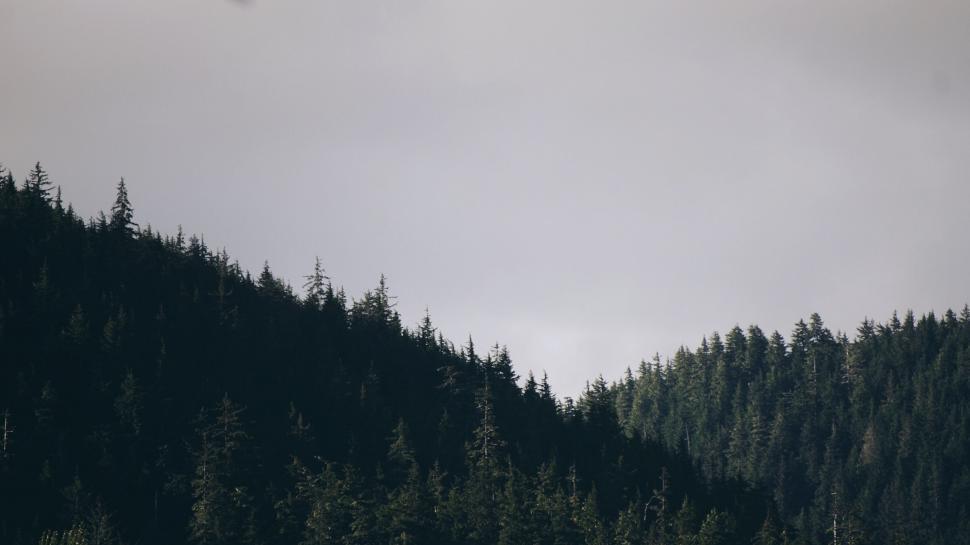 Free Image of Serene forest landscape with misty hills 