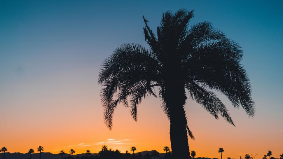 Free Image of Silhouette of palm tree against sunset sky 
