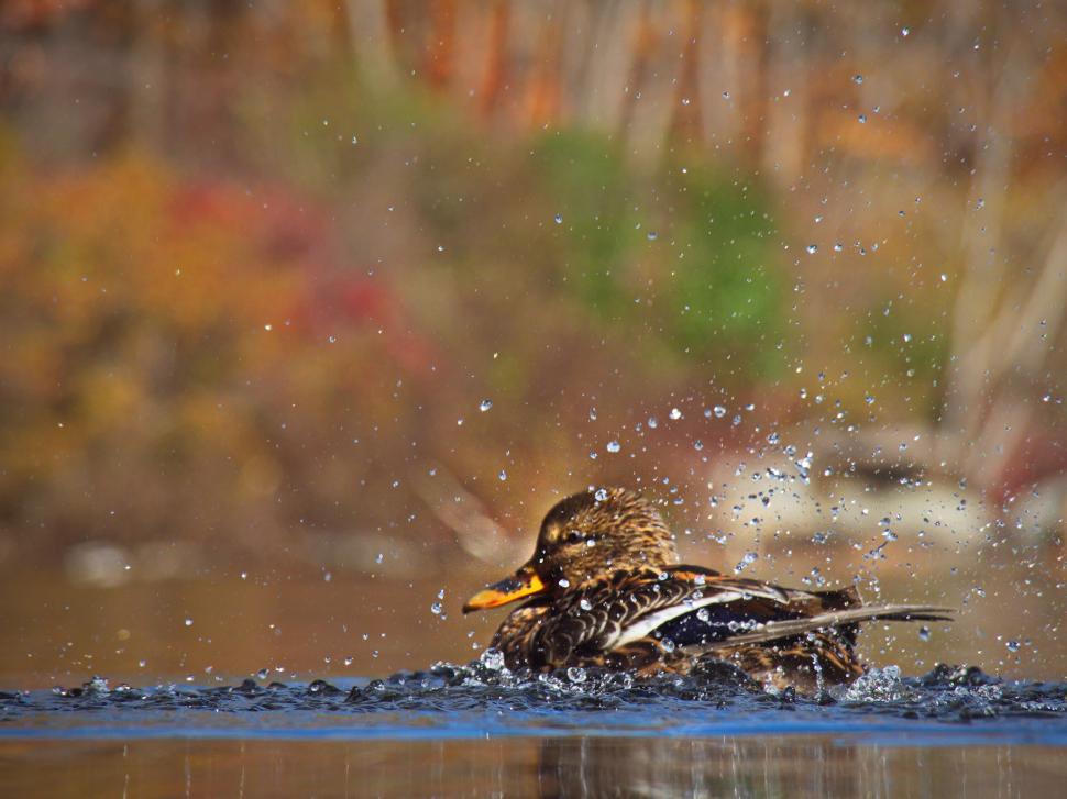 Free Image of Duck splashing in the water with fall colors 