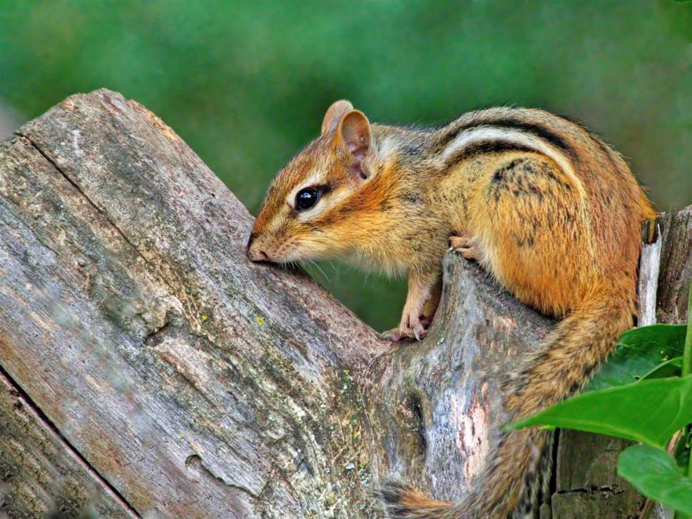 Free Image of Chipmunk resting on a weathered wooden log 