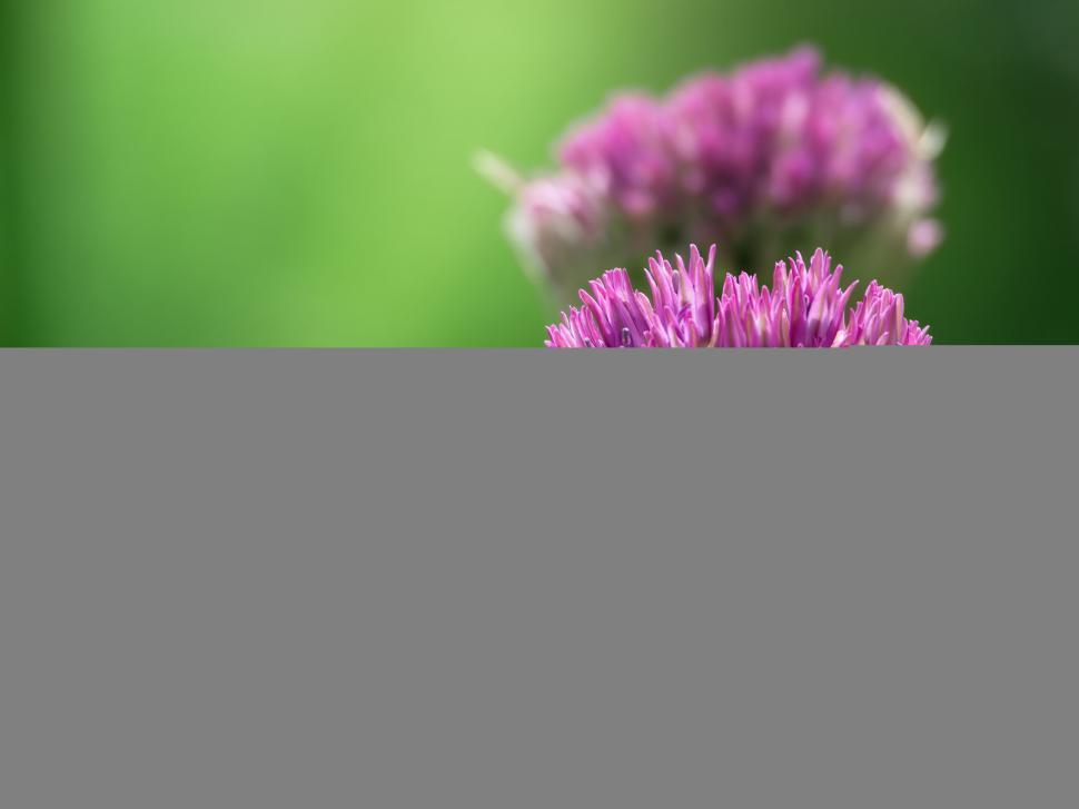 Free Image of Allium flower heads in soft light 