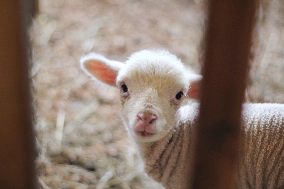 Free Image of Curious lamb peering through a wooden fence 