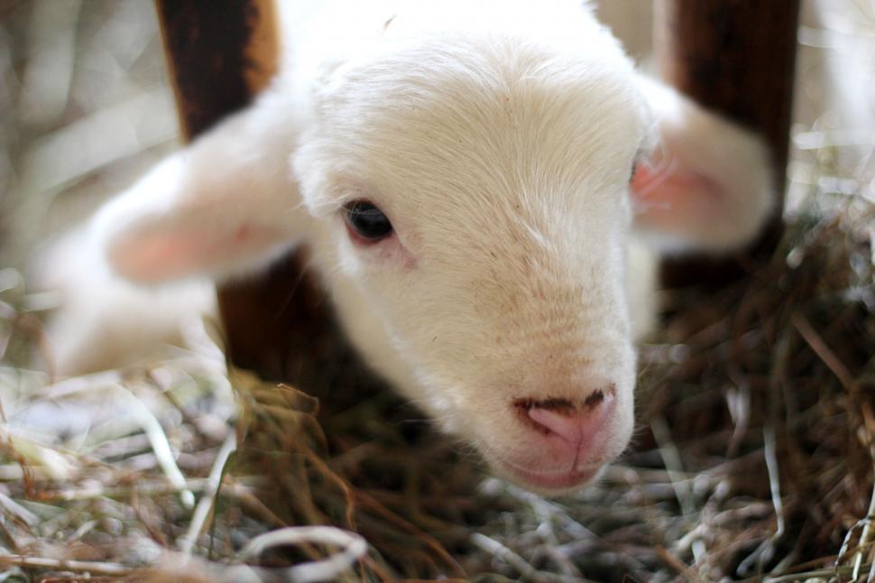 Free Image of Adorable lamb peeking through fence 