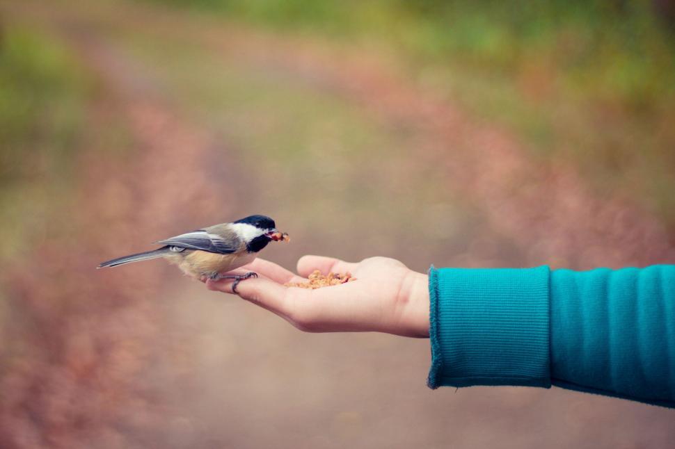 Free Image of Bird eating from human hand in nature 