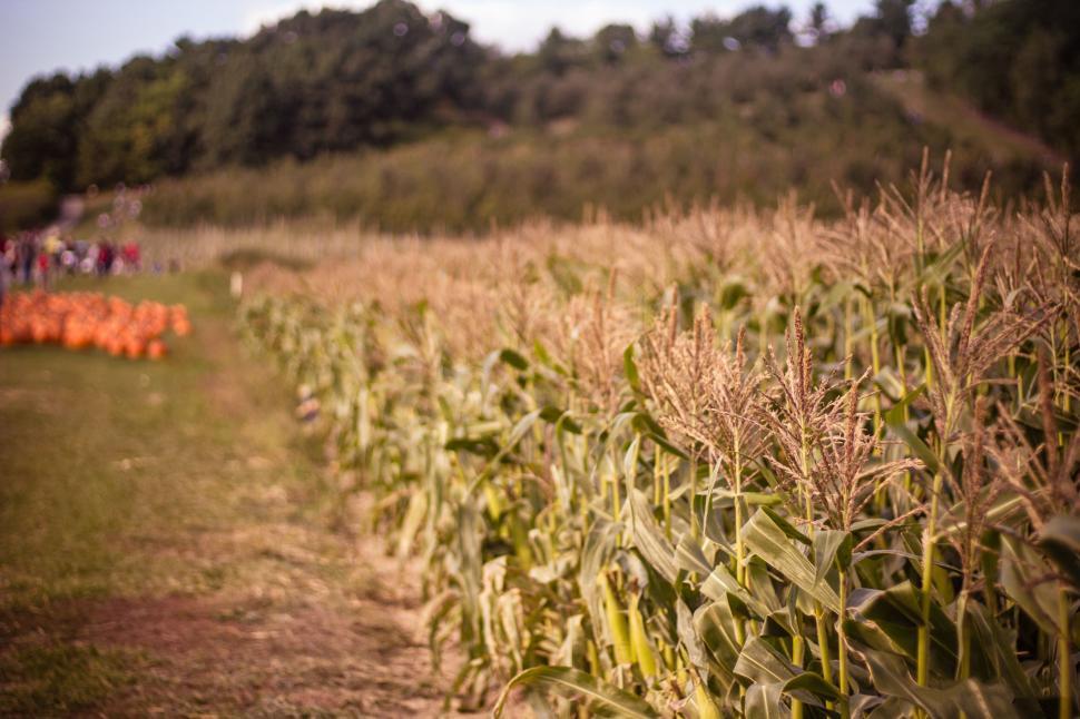 Free Image of Cornfield and pumpkin patch in autumn 