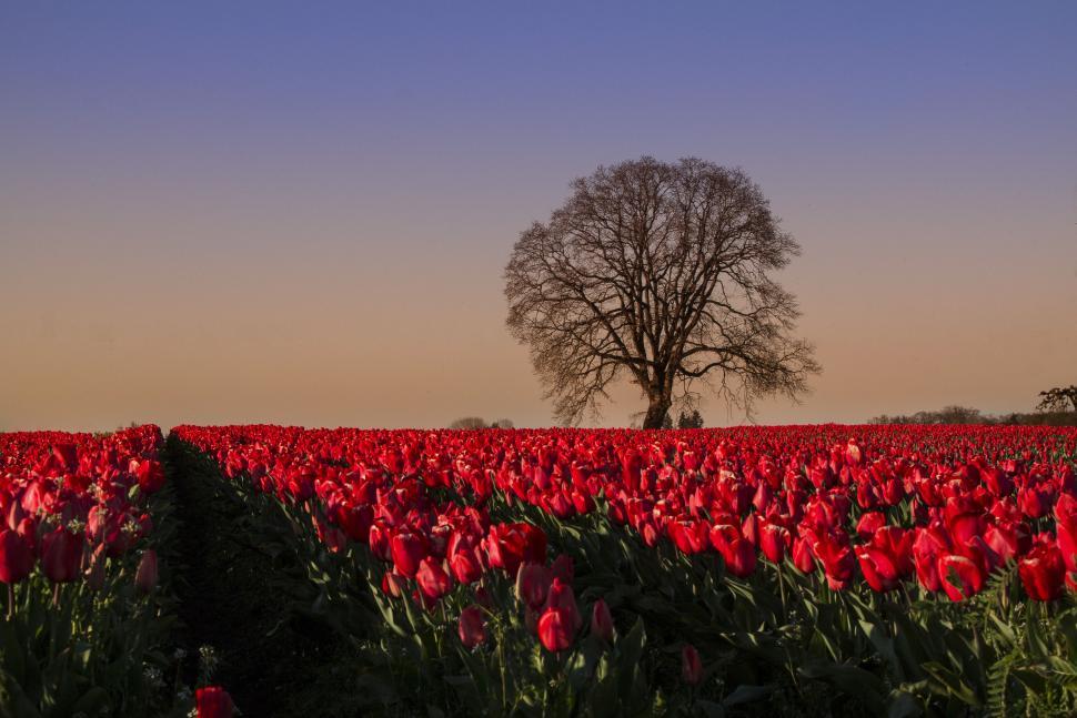 Free Image of Vivid red tulip field with solitary tree 