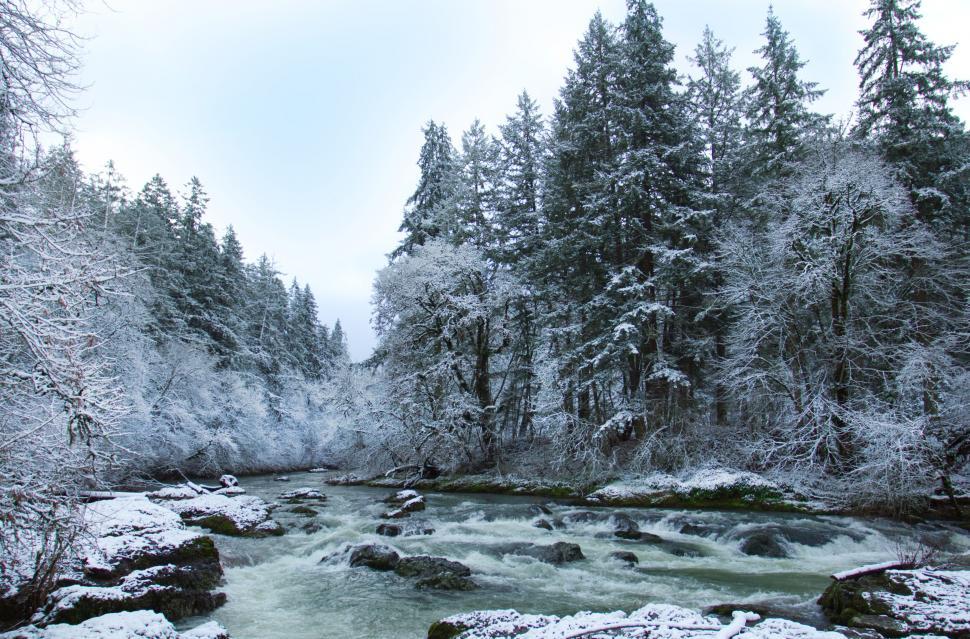 Free Image of Frozen river surrounded by frosty trees 