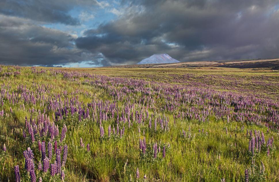 Free Image of Lush meadow with purple flowers and mountain 