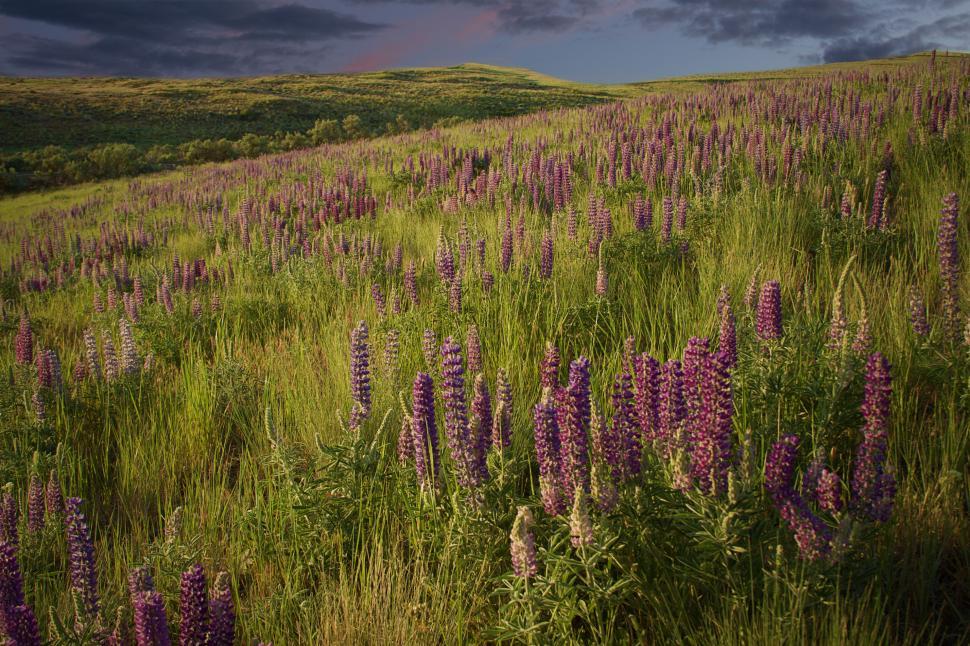 Free Image of Field of purple lupines at sunset 