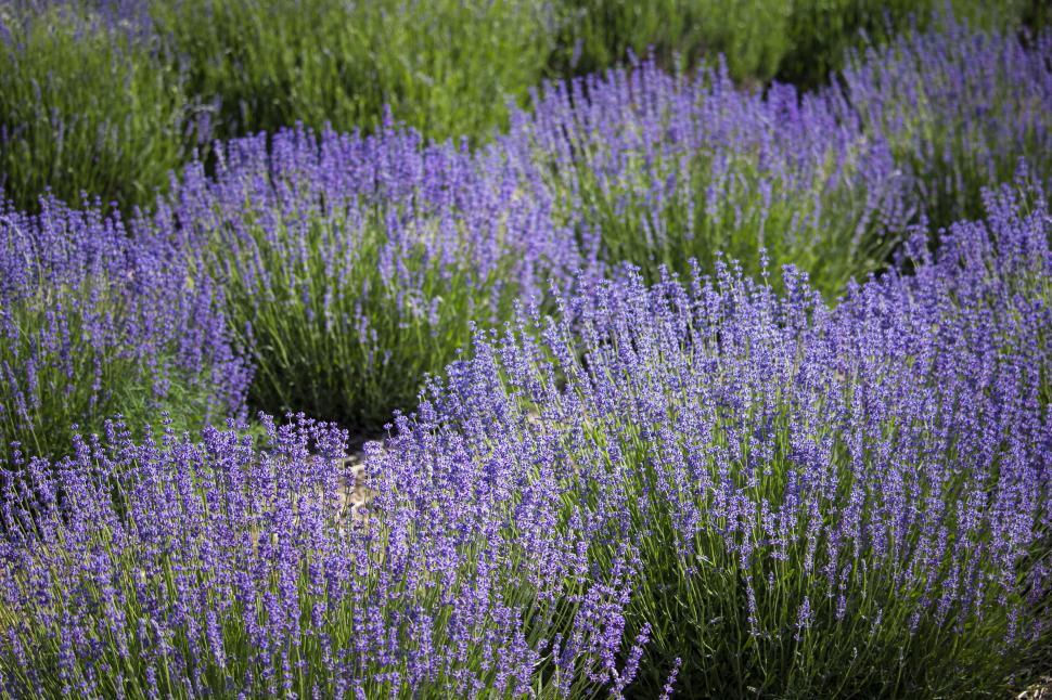 Free Image of Vibrant lavender field in full bloom 
