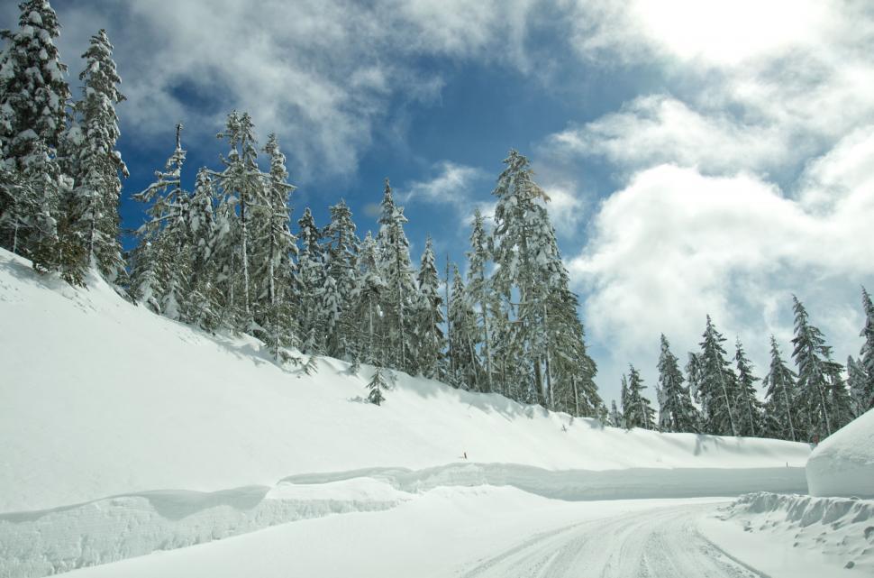 Free Image of Road through a snow-covered evergreen forest 