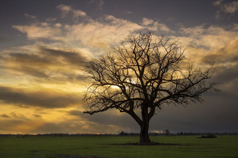 Free Image of Silhouetted tree against a sunset sky 