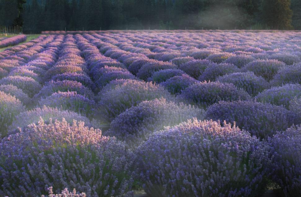 Free Image of Blooming lavender field in soft light 