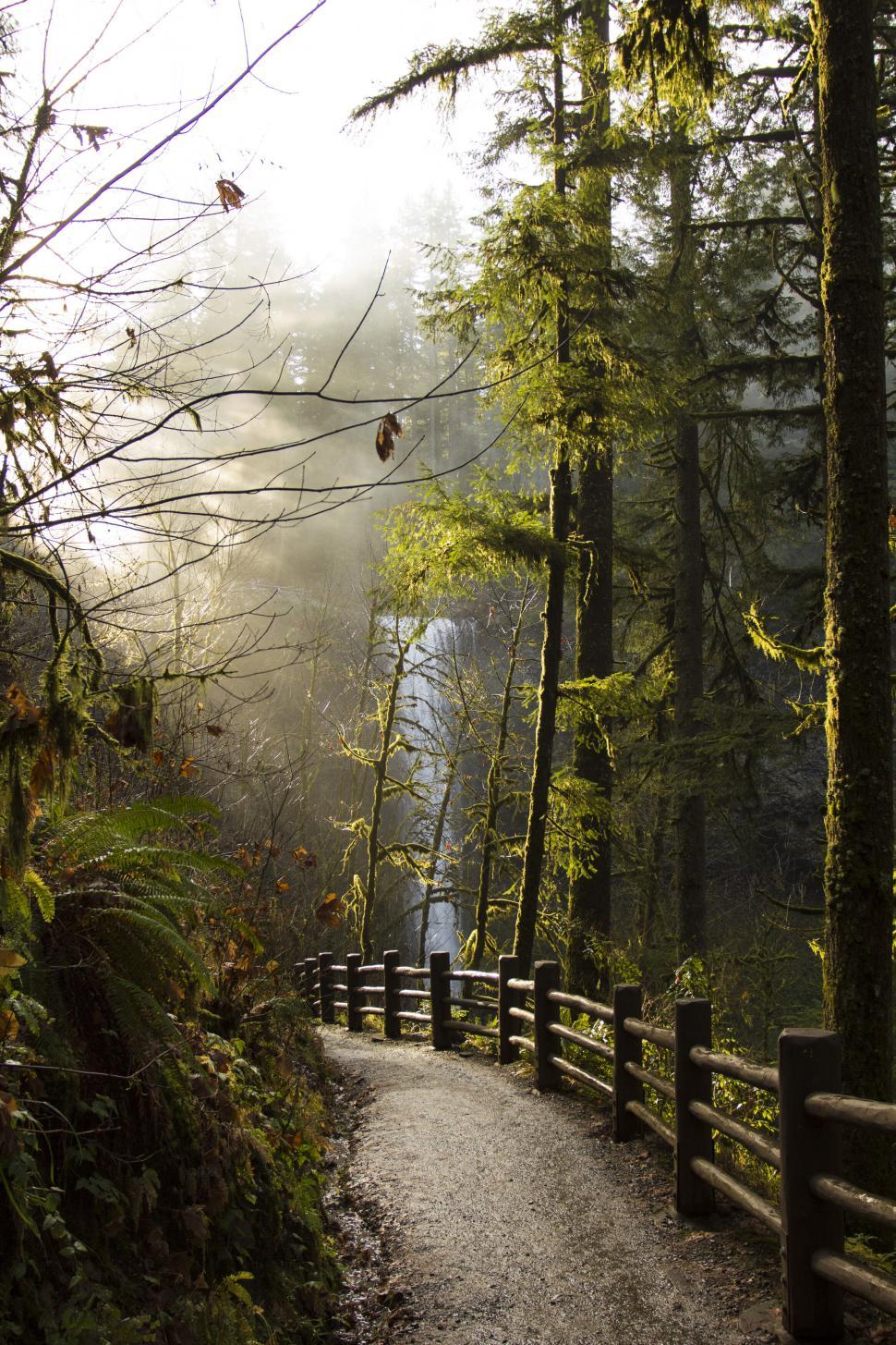Free Image of Forest trail with a wooden bridge and sun rays 