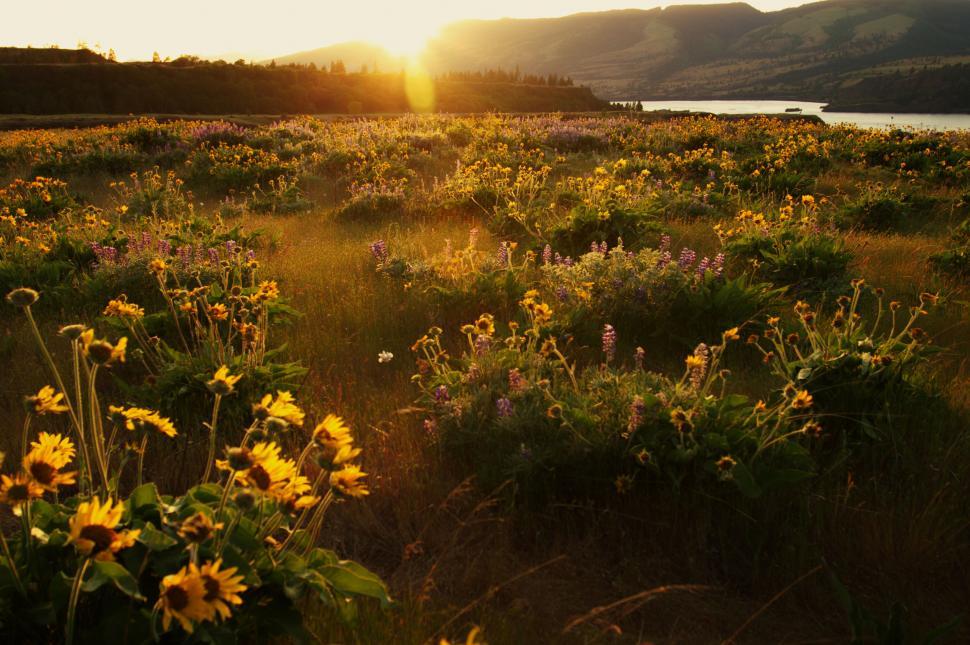 Free Image of Sunset glow on a wildflower meadow 