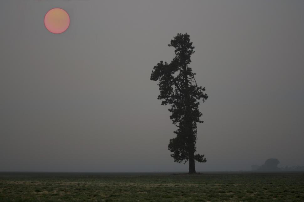 Free Image of Lone tree in a foggy field at sunrise 