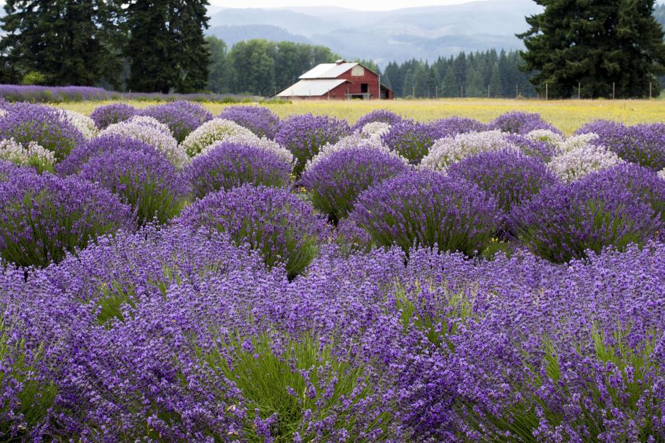Free Image of Lavender farm with red barn backdrop 