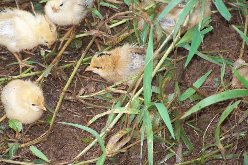 Free Image of Chicks in the Grass 
