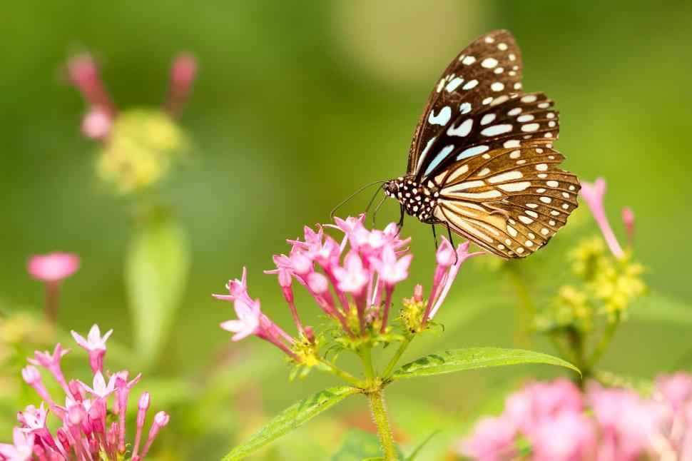 Free Image of Butterfly on Pink Flowers in Garden 