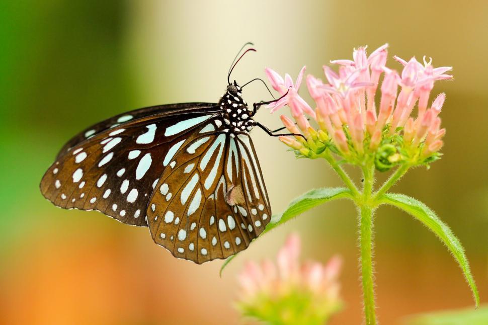 Free Image of Brown Butterfly on a Flower Stalk 