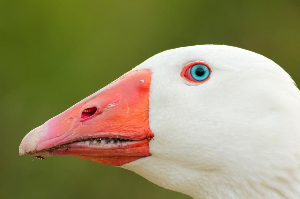 Free Image of Close-up of a white goose with blue eyes 